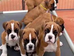 Rot-weiße Boxerwelpen