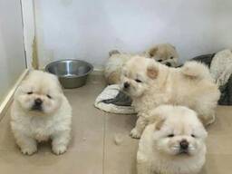 Rote, kurzhaarige Chow-Chow-Welpen zu verkaufen.