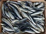 Sardine fish - photo 1