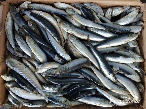 Sardine fish