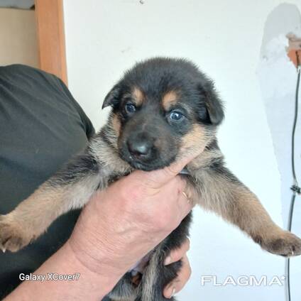 Schäferhundwelpen