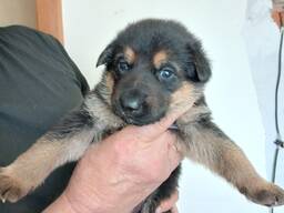 Schäferhundwelpen