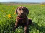Schokoladenbraune Labrador Retriever Welpen - фото 1