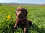Schokoladenbraune Labrador Retriever Welpen - фото 3