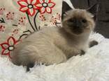 Sealpoint-Siamees-kitten - фото 2