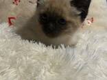 Sealpoint-Siamees-kitten - фото 4