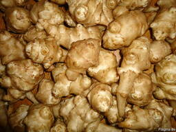 Семена Топинамбур