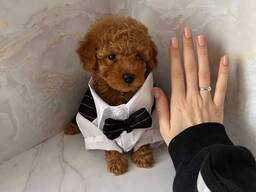 Щенка миниатюрного той-пуделя