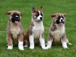 Akita-Inu-Welpen