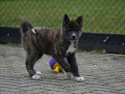 Akita-Inu-Welpen