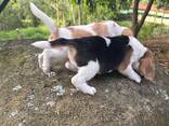 Wir bieten einen wunderschönen Beagle an - photo 1