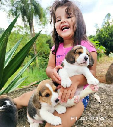 Beagle-Welpen wachsen in einem liebevollen Familienhaushalt auf.