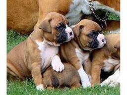 Щенки боксера готовы к переезду.