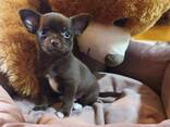 Chihuahua-Welpen - фото 1