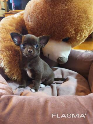 Chihuahua-Welpen
