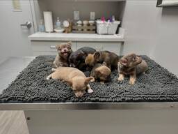 Щенки чихуахуа, мальчики и девочки