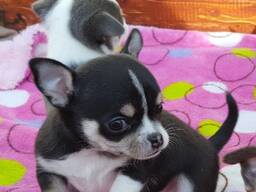 Щенки чихуахуа, очень ласковые