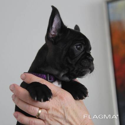 Французского бульдога