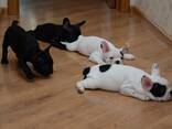 Bezaubernde französische Bulldoggenwelpen zu verkaufen. - фото 2