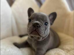 Щенки французского бульдога