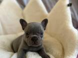 Щенки французского бульдога - фото 1