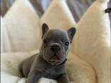 Щенки французского бульдога - фото 3