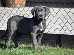 Cane-Corso-Welpen (blau)5ddg