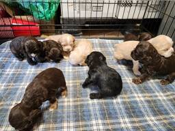 Щенки кокер-спаниеля