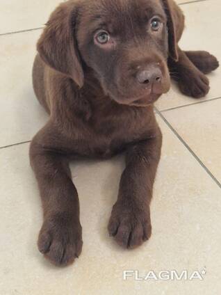 Щенки лабрадора ретривер коричневого окраса