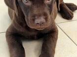 Щенки лабрадора ретривер коричневого окраса - фото 2