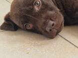Щенки лабрадора ретривер коричневого окраса - фото 3