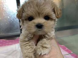 Щенки мальтипу F1xvvc