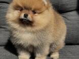 Pomeranian-Welpen suchen ein neues Zuhause - фото 3
