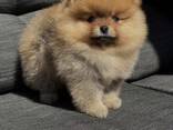 Pomeranian-Welpen suchen ein neues Zuhause - фото 1