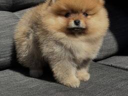 Wunderschöne, 12 Wochen alte Spitz-Pomeranian-Welpen (Rüde &amp; Hündin)