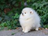 Wunderschöne Szpic Pomeranian-Welpen - фото 1