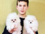 Щенки померанского шпица - фото 3