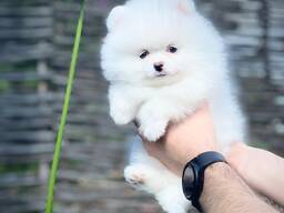 Щенки померанского шпица