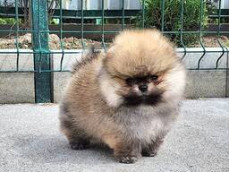 Щенки померанского шпица доступны для покупки