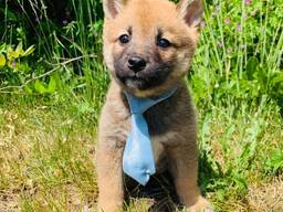 Щенки сиба-ину