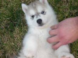 Щенки сибирской хаски