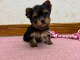 3 прекрасных чистопородных йорка - фото 2