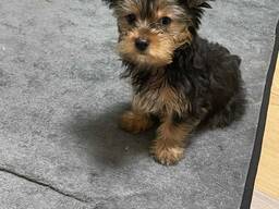 Yorkshire-Terrier-Welpen, 12