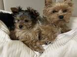 Yorkshire-Terrier-Welpen, 12 - фото 2