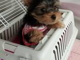 Продаются щенки йоркширского терьера - photo 2