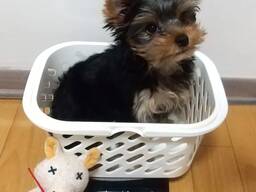 Продаются щенки йоркширского терьера