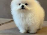 Pomeranian-Welpen - photo 3
