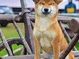 Shiba Inu Welpe - фото 1