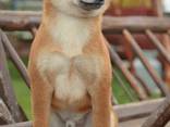 Shiba Inu Welpe - фото 2