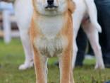 Shiba Inu Welpe - фото 3